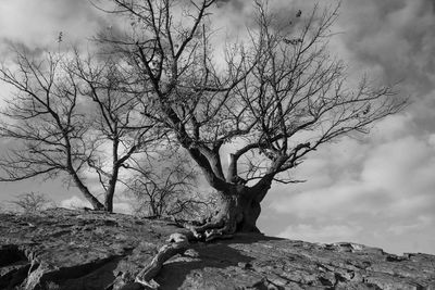 Low angle view of bare tree against sky