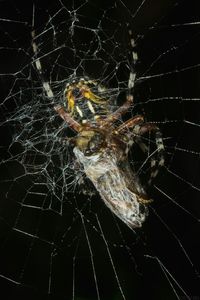 Close-up of spider web