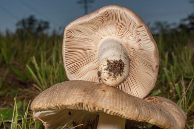 Close-up of mushrooms growing on field, russulaceae. family