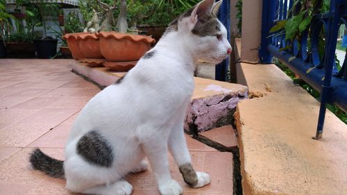 Cat sitting on retaining wall in yard