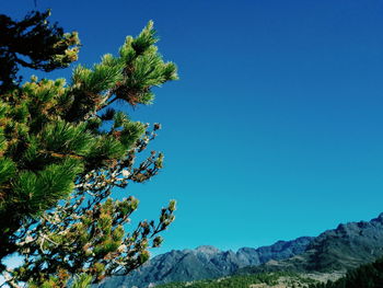 Low angle view of tree against clear blue sky