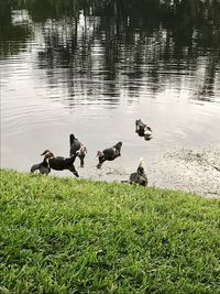 Birds on a lake