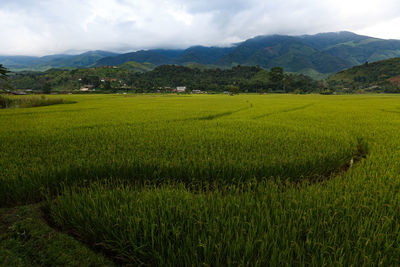 Scenic view of agricultural field against sky