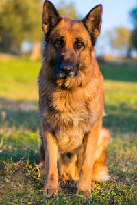 Close-up portrait of dog on field