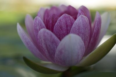 Close-up of pink crocus flower