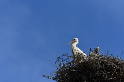 Low angle view of birds in nest against blue sky