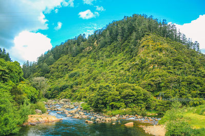 Scenic view of river amidst trees against sky