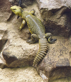 Echse lizzard