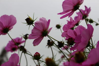 Close-up of pink cosmos flowers blooming against sky