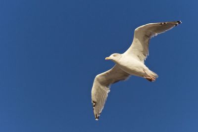 Low angle view of seagull flying against clear blue sky