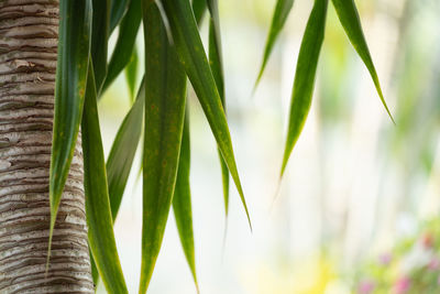 Close-up of fresh green plants