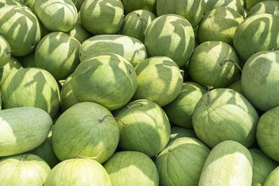 A bunch of striped watermelons close up as a background