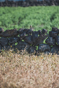 Close-up of rocks on field