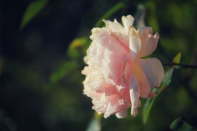 Close-up of pink flower