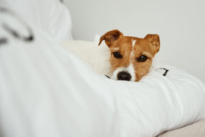 Dog sleeping and resting at the bed.