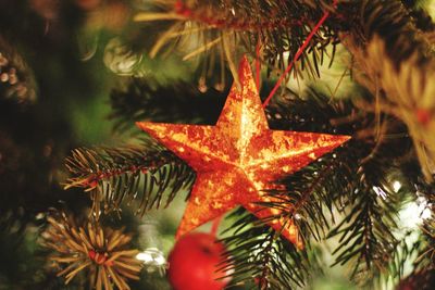 Close-up of christmas tree