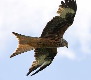 Low angle view of eagle flying against sky