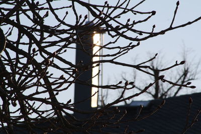 Low angle view of tree against sky