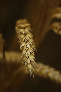 Close-up of wilted flower