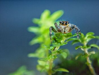 Close-up of insect on plant