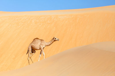 View of a desert