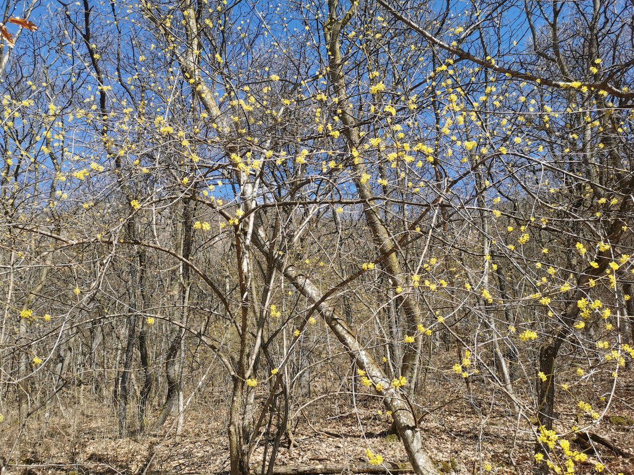 LOW ANGLE VIEW OF FLOWERING PLANTS AGAINST SKY