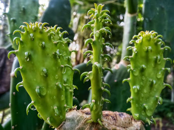 Close-up of wet cactus plant