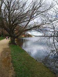 Bare tree by river against sky