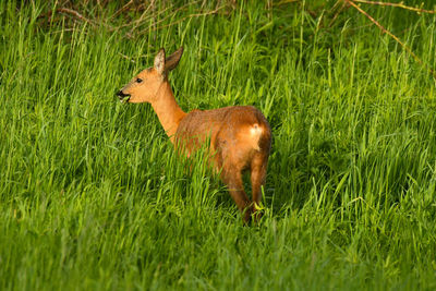 Side view of deer standing on field