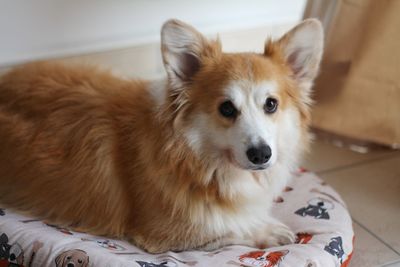 Portrait of dog lying on bed at home