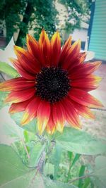 Close-up of red flower blooming outdoors