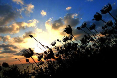 Low angle view of silhouette plants against sky at sunset