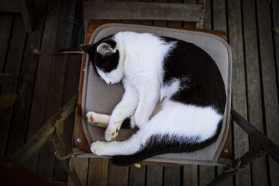 High angle view of cat sleeping
