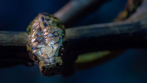 Close-up of snake on wood