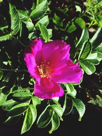 Close-up of pink flower blooming outdoors