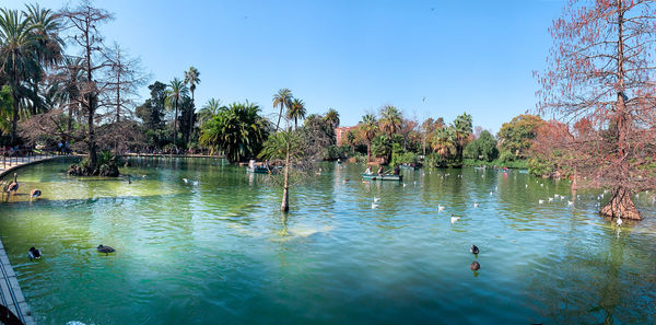 Birds swimming in lake against sky