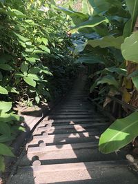 Footpath amidst plants in park