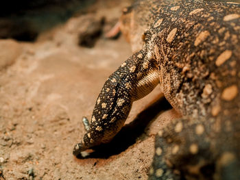 Close-up of a lizard on rock