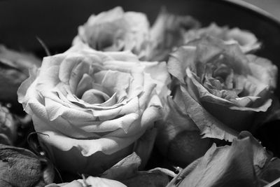 Close-up of rose bouquet