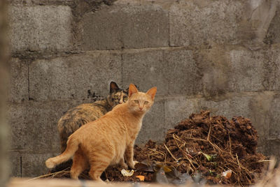 Portrait of two cats