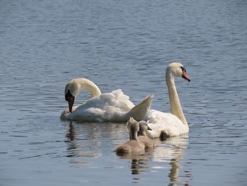 Swan family swimming in lake