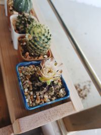 High angle view of potted plant on table