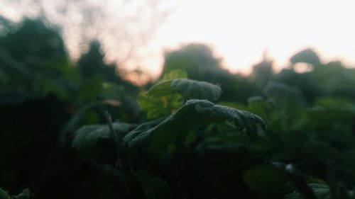 Close-up of plant against sky