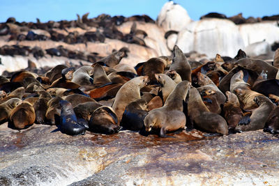 Group of sealions at duiker island, south africa.