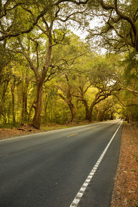 Empty road amidst trees in city