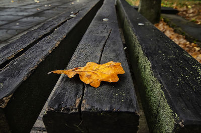 High angle view of maple leaf on wood