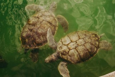 High angle view of turtle in sea