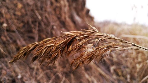 Close-up of stalks in field