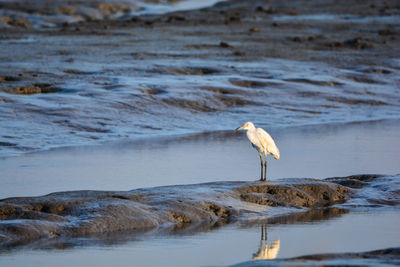 View of a bird on a lake