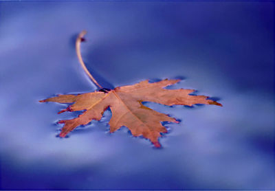 Close-up of maple leaf on branch against sky